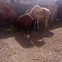 دوعدد میش زایده بره نر