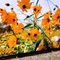 فروش و خریدار ال ای دی تمام مدلها