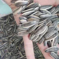 پخش عمده تخمه سوپر لوکس ۱۷۰ دونه خارجی