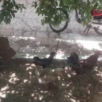 مرغ و خروس