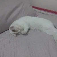 واگذاری رایگان گربه عقیم شده ۱ ساله ماده