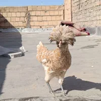 پولند و سلطان(هردو مرغ)