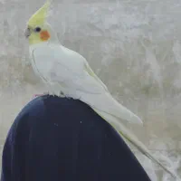 عروس هلندی سخنگو