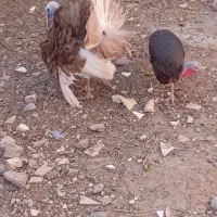 بقلمون محلی وطنی