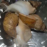 حلزون