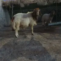 قوچ