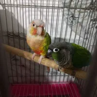 یه جفت طوطی گرینچیک نر و ماده