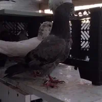 دو عدد کبوتر