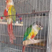 گرین چیک جفت