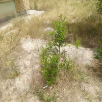فروش زمین