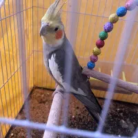 عروس هلندی