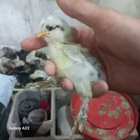 جوجه مرغ و خروس معاوضه با تخم مرغ