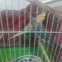 عروس هلندی
