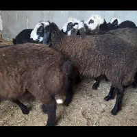۲۵ راس میش داشتی شال مال خونه دار بره دار