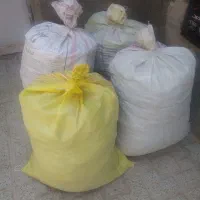 کودکبوتر