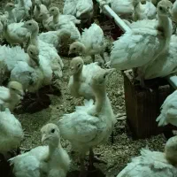 بوقلمون بیوتی