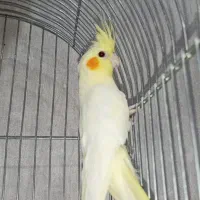 عروس هلندی ماده