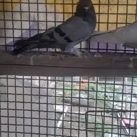 صدادار‌پر‌پر‌