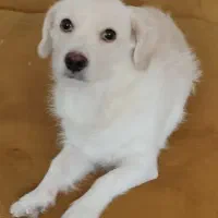 واگذاری سگ ماده دوساله خیلی مهربونه و آروم