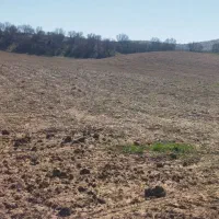 اجاره زمین کشاورزی جهت کشت نخود