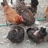 مرغ محلی تخم گذار