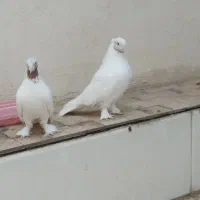 کفتر