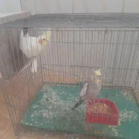 عروس هلندی جفت