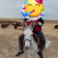 خر‌ماده جوان ‌مثل اسب