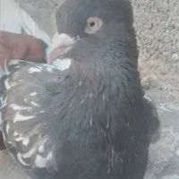 چهارکفتر معلقی