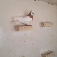 ماده