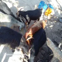 باسلام‌فروش‌بز‌برای‌کشت
