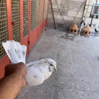 کفتر گرفتنی