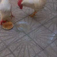 ۲ تا خروس سرحال
