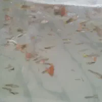 اکواریوم و ماهی