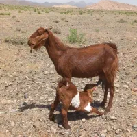 یک جفت بز|حیوانات مزرعه|بردسکن, |دیوار