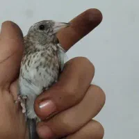 سهره نر