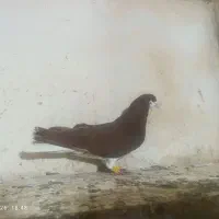 خوشرنگ سرخ گلدار