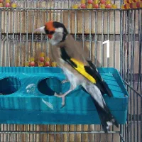 تعدادی سهره آس و خوب بپسندی