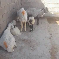 میش و بره