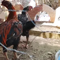 تخم لاری نطفه دار