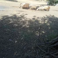 میش و بره