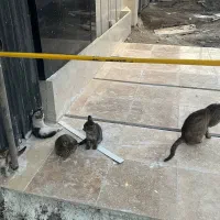 یک فرصت برای نجات چند زندگی کوچک