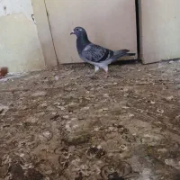ماده پلاکی