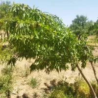 درختان میوه بادام گردو