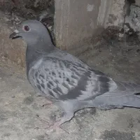 جوجه