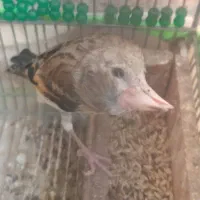 جوجه سهره قناری