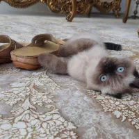 گربه3ماه نژاد پرشین اسکاتیش قیمت 8میلیون با لوازم