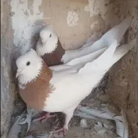 کبوتر