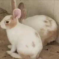 فروش خرگوش