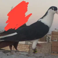 کفتر بوم رنگه